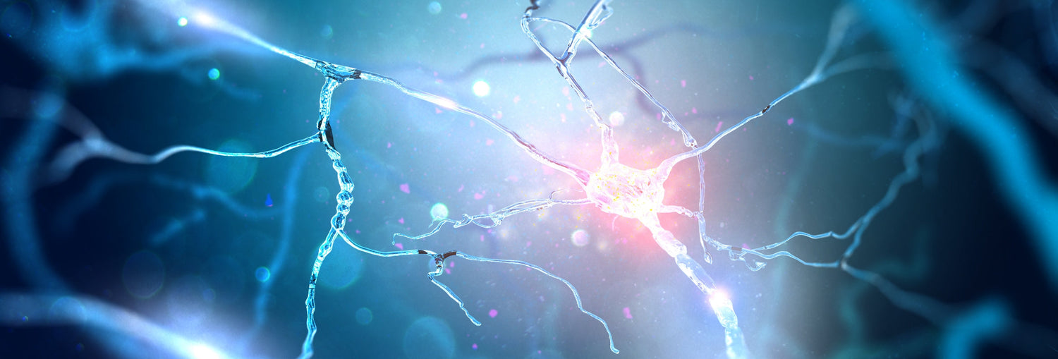 Comment notre cerveau réagit face au stress