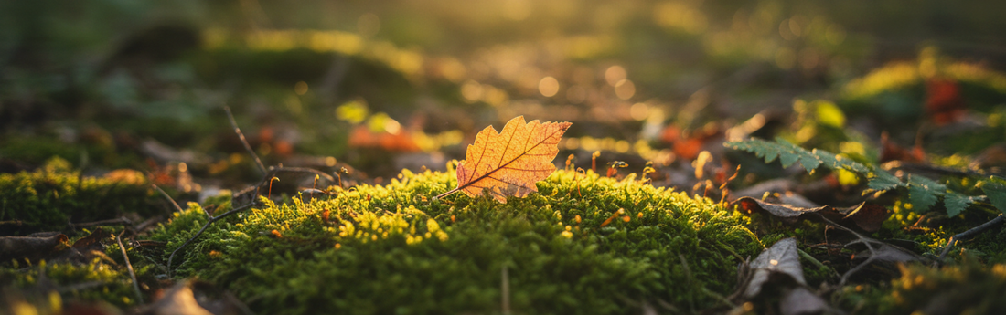 Être le présent : méditation guidée