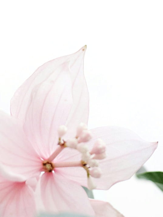 Fleur de lotus rose sur fond blanc zen