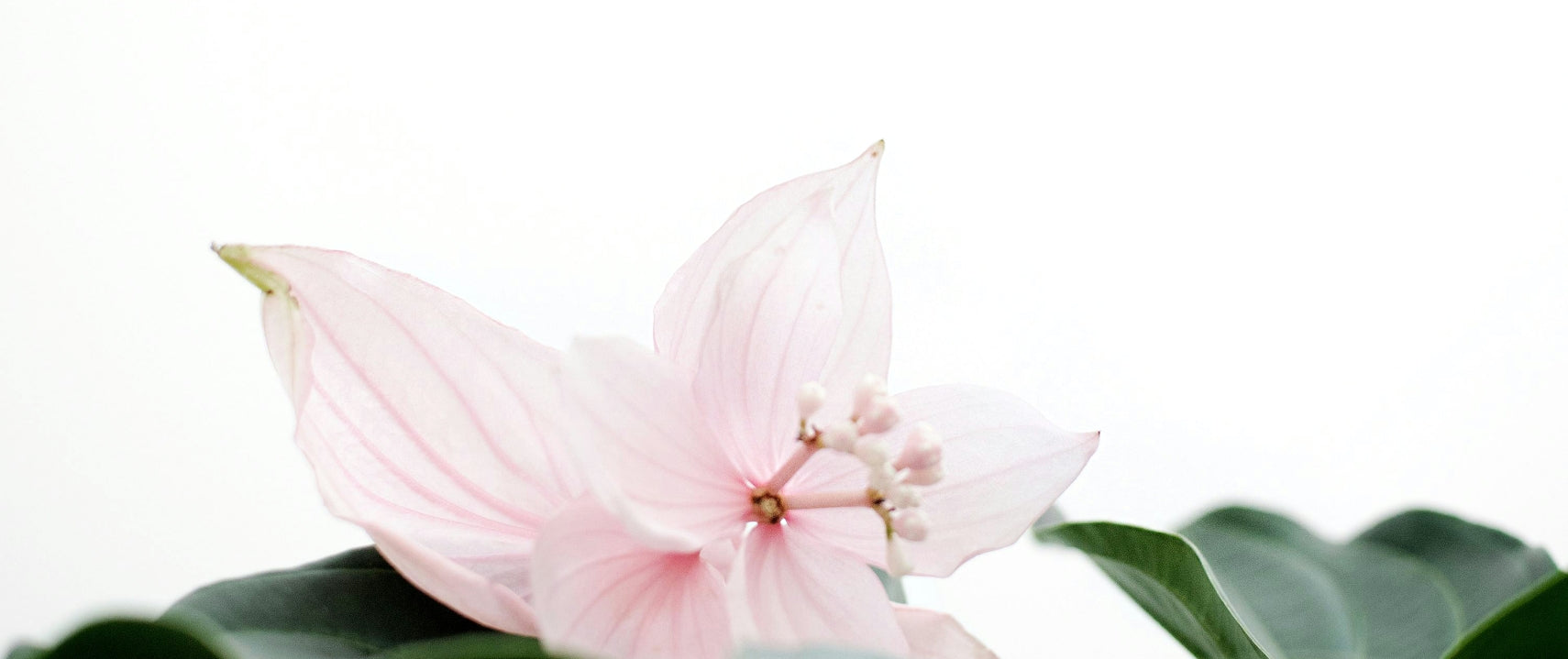 white_lotus